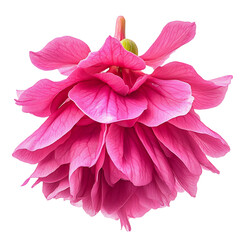 Bright Pink Fuchsia with Multiple Petal Layers Isolated on Transparent Background