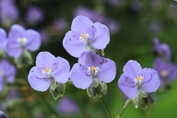 Obraz premium Giant Dewflower (Murdannia gigantea) herbaceous plant with purple zygomorphic flowers that blooms in the morning and closes shortly after noon Phu Soi Dao national park , THAILAND