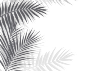 Realistic shadow overlay effect. Natural palm leaf shadows isolated on transparent background. Tropical coconut branch shade, foliage silhouette decoration. Design element for summer spring projects
