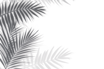 Realistic shadow overlay effect. Natural palm leaf shadows isolated on transparent background. Tropical coconut branch shade, foliage silhouette decoration. Design element for summer spring projects
