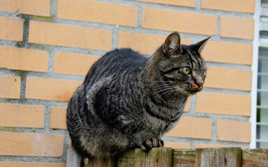 The common European cat with watchful eyes scanning its surroundings. A skilled hunter, it loves to...
