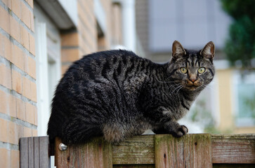 The common European cat with watchful eyes scanning its surroundings. A skilled hunter, it loves to...