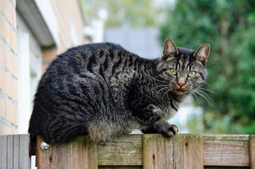 The common European cat with watchful eyes scanning its surroundings. A skilled hunter, it loves to...