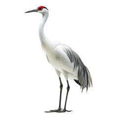 Obraz premium Graceful Crane Standing Tall with Long Legs Isolated on Transparent Background