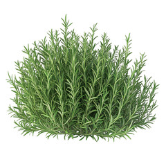 3D Bush of Rosemary with Slender Fragrant Leaves Isolated on Transparent Background
