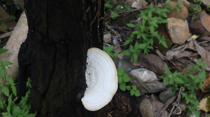 Fresh white mushrooms, growing on tree trunks, yard