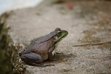green frog in pond