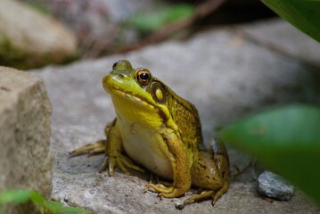 green frog in pond