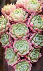 Beautiful succulent plants arranged on the ground