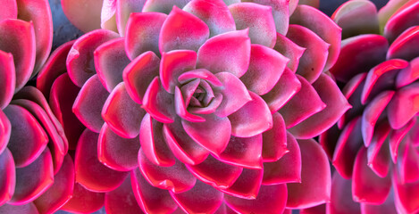 red succulent plant leaves rosette closeup. Abstract floral pattern.