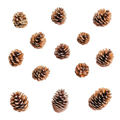 A collection of pine cones in various sizes and shapes