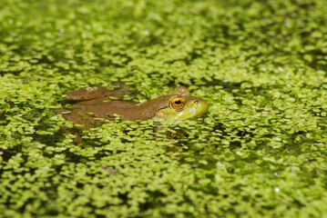 frog in pond