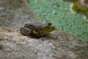 frog in pond