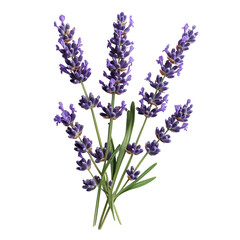 Naklejka premium A Sprig of Lavender with Fragrant Purple Blooms Isolated on Transparent Background