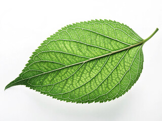 Green Leaf on White Background