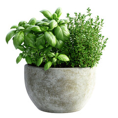A 3D Potted Herb Garden with Basil Thyme and Parsley Isolated on Transparent Background