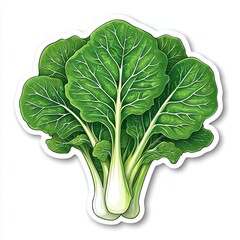 Vibrant Bok Choy Illustration Leafy Green Vegetable with Crisp Texture