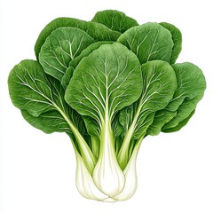 Vibrant Green Bok Choy on White Background