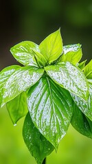 Vibrant Fresh Green Leaves Glimme with Raindrops Under the Golden Sunlight Showcasing Nature's Rich Texture and Color