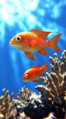 Two Vibrant Orange Angelfish Swimming Gracefully Amidst Sun-Dd Blue Water Beneath the Sunlit Waves in Ocean Habitat