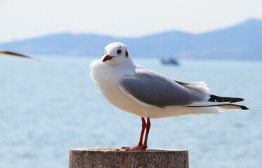 seagull on the pier