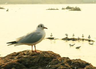 seagull on the beach