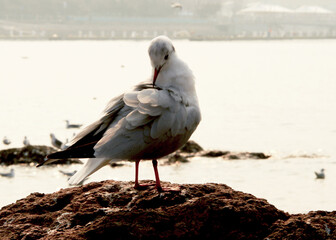 seagull on the beach