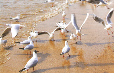 seagulls on the beach