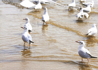 seagulls on the beach