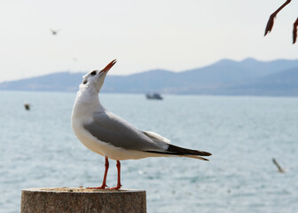 seagull on the beach
