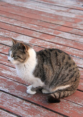 cat lying on the bed