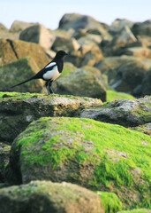 atlantic puffin on a rock