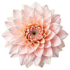 Light Pink Dahlia Flower Isolated on White Background