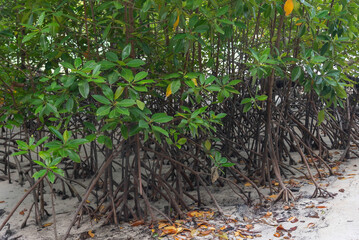 Amazing abundant mangrove forest of forest trees Rainforest ecosystem and healthy environment background, Texture of green trees forest leaves background