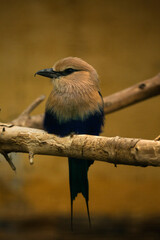 The Lilac-breasted roller (Coracias caudatus).