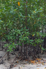 Amazing abundant mangrove forest of forest trees Rainforest ecosystem and healthy environment background, Texture of green trees forest leaves background