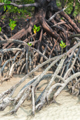 Amazing abundant mangrove forest of forest trees Rainforest ecosystem and healthy environment background, Texture of green trees forest leaves background