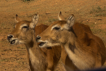 The lechwe,  red lechwe or southern lechwe (Kobus leche).