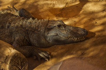 The American alligator, gator, common alligator (Alligator mississippiensis).