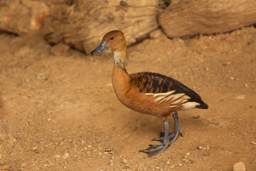 The fulvous whistling duck, fulvous tree duck (Dendrocygna bicolor).