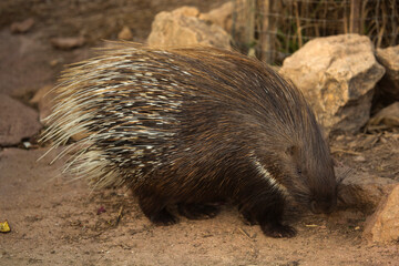 The Indian crested porcupine (Hystrix indica).