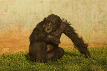 The Chimpanzee (Pan troglodytes) in zoo.