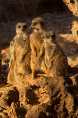 The Meerkat (Suricata suricatta) in zoo.