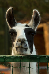 The domestic llama (Lama glama).