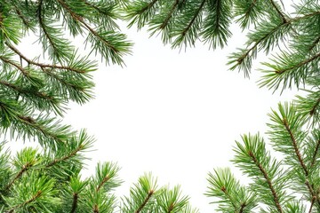 Fresh green pine branches frame a white background