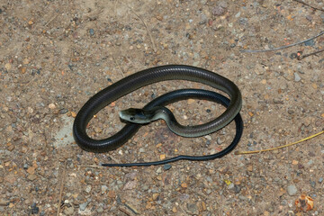 A juvenile, highly venomous black mamba (Dendroaspis polylepis), on a rocky outcrop in KwaZulu-Natal, South Africa