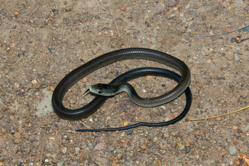 A juvenile, highly venomous black mamba (Dendroaspis polylepis), on a rocky outcrop in...