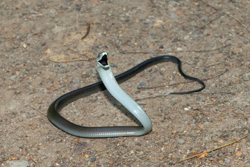 The highly feared black mamba (Dendroaspis polylepis), displaying its signature defensiveness on a rocky outcrop in KwaZulu-Natal, South Africa