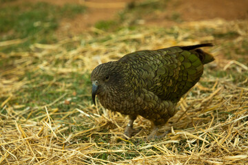 The kea (Nestor notabilis) is a species of large parrot.