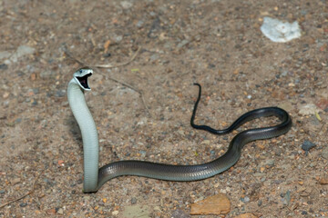 The highly feared black mamba (Dendroaspis polylepis), displaying its signature defensiveness on a rocky outcrop in KwaZulu-Natal, South Africa